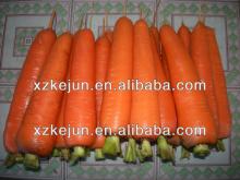 2013 new Fresh Carrot