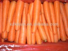 Chinese 2013 new crop fresh carrot exporter