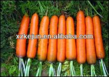 hot sale fresh yellow carrot