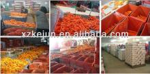 Fresh Carrot For Exporting
