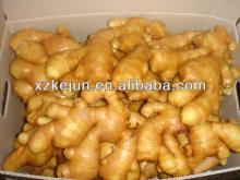 2013 New Crop Chinese Fresh Ginger