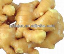  2013   New   Crop  Fresh  Ginger 