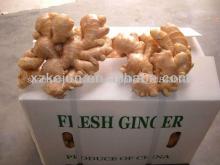 150g  fresh   new   crop   ginger  for exporting