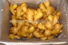 2013 150g fresh new crop ginger for exporting