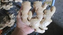 Chinese 200g fresh ginger and half dry ginger with 10kg carton package