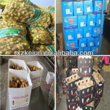 Chinese Fresh and Dry ginger with 10kg carton package high quality from Shandong