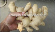 Chinese damp dry ginger