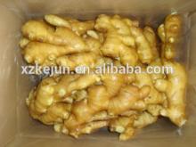 Fresh  ginger   top   grade 