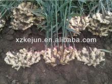 New crop fresh ginger supplier