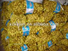 New crop fresh ginger 150g and up