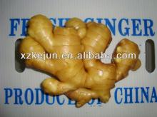 Fresh ginger for exporting with best quality
