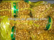Fresh ginger with best quality for exporting