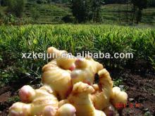 High quality fresh ginger can export to European