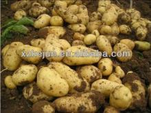 2013 fresh yellow 200g and up Holland potato