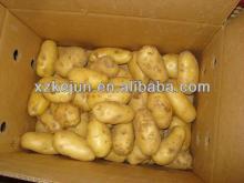  2013   Holland   potato  of large quantity from China
