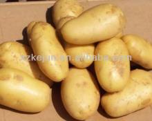 2013 200g fresh Holland potato with good quality for exporting
