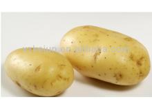 2013 150g fresh Holland potato with good quality for exporting