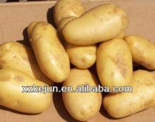 2013 china fresh potato with good quality
