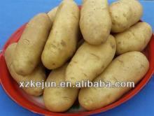 2013 chinese fresh potato