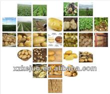2013 china Fresh potato supplier with good quality