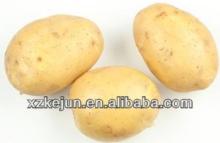 2013 new crop yellow potato