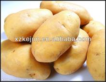 2013 new crop fresh yellow potato