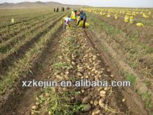 2013 Fresh Yellow Holland Potatoes