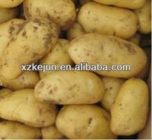 2013 new crop high grade yellow Holland potato