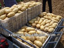 Autumn  holland   potato   2013 