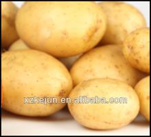 hot sale  fresh   tasty  yellow potato