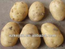 Fresh holland potato crop 2013