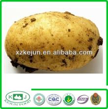 new crop exporting grade Holland potatoes