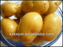 2013 new crop yellow Holland potato