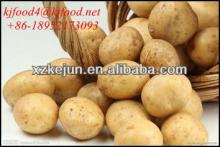 exporting grade fresh  yellow  potato with smooth surface