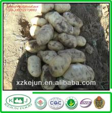  2013  new  crop  fresh  potato es for exporting