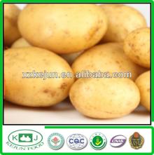 2014 Good Quality Yellow Potato For Exporting