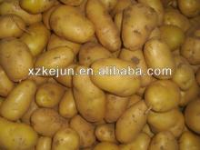  2013   Fresh   Potato  (New Season)