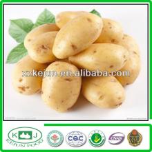 2013 exporting grade new crop fresh potato