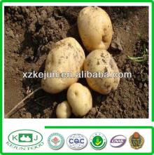 Just harvested yellow Holland potato planted in China