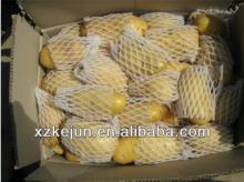 New fresh holland potatoes