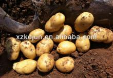 Holland fresh potato supplier