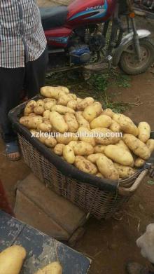 2014 new crop fresh Holland potatoes