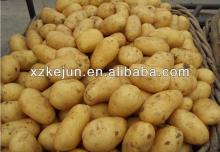 New fresh Holland potato high quality