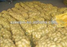 Fresh  Holland   potato  with best quality