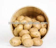 Fresh  Holland  potato from Shandong for exporting