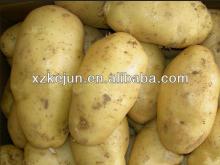 High quality Holland fresh potato