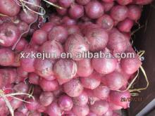 fresh red onion in bulk quantity with best price