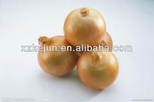 fresh onion