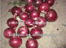 7-9cm fresh red onion on sale
