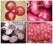 Cheap and good 2013 fresh onion from Gansu China Bulk Quantity